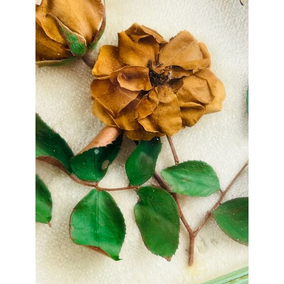 JAPANESE BUTTERFLY PAPILIO XUTHUS FRAMED DRIED TEXAS YELLOW ROSE Flower Framed - Picture 15 of 16